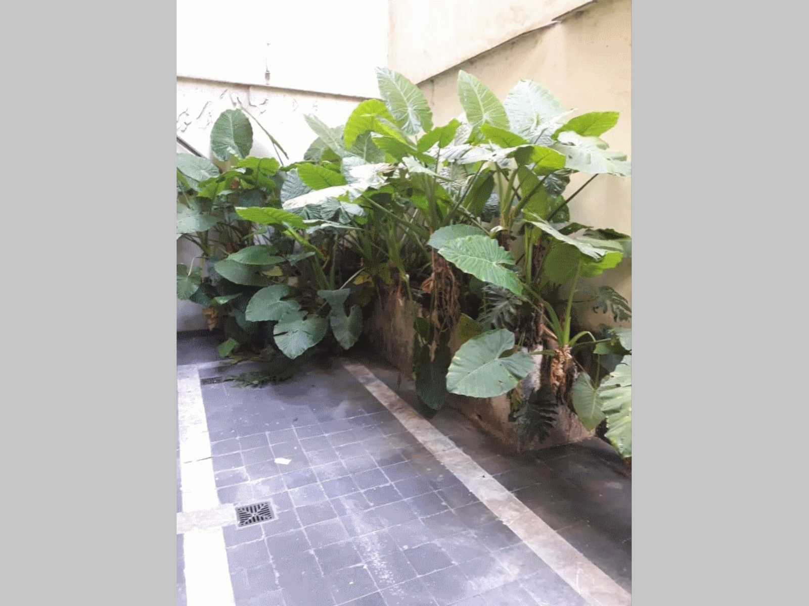 NUEVO PRECIO - A REFACCIONAR - Departamento en Venta en Recoleta 3 ambientes + escritorio, baño, toilette 72 m2 + 2 patios - Billinghurst 1700 — foto 11