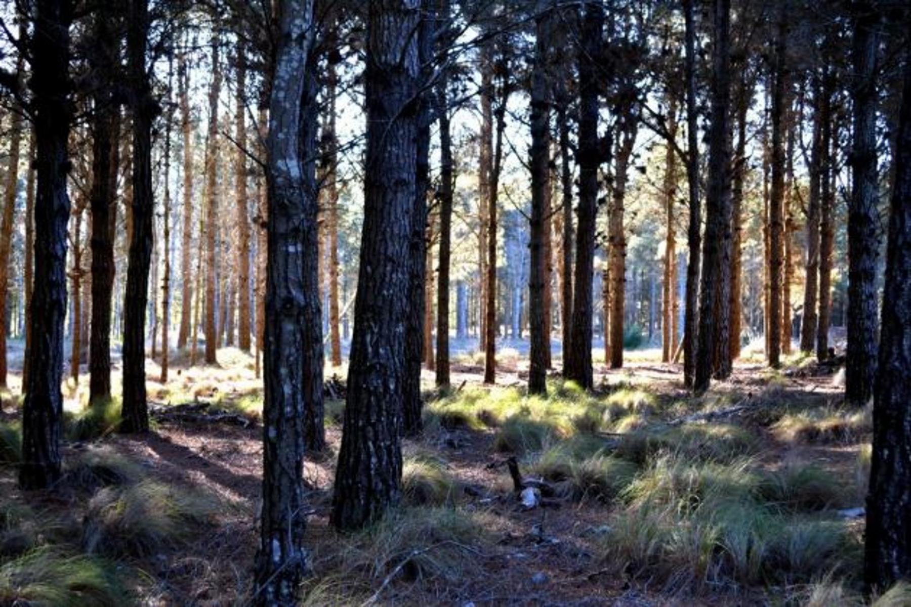 Espectacular lote en Villa Robles con frente de laguna. Hermosos Arboles. Terreno en Venta. — foto 3