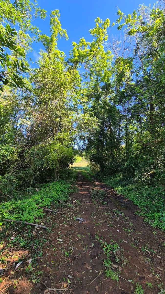 CAMPO DE 8 HECTÁREAS EN PANAMBÍ MISIONES A METROS DE LA RUTA 2 - 2