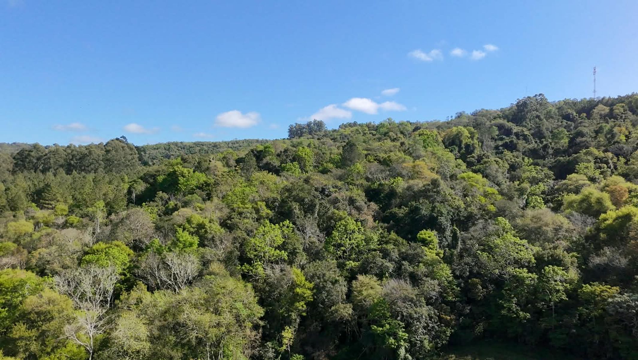 CAMPO DE 8 HECTÁREAS EN PANAMBÍ MISIONES A METROS DE LA RUTA 2 - 4