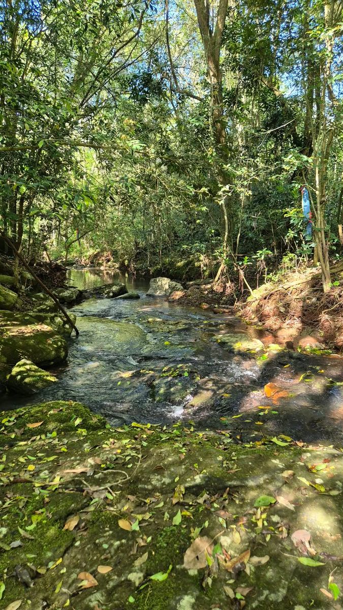 CAMPO DE 8 HECTÁREAS EN PANAMBÍ MISIONES A METROS DE LA RUTA 2 - 6