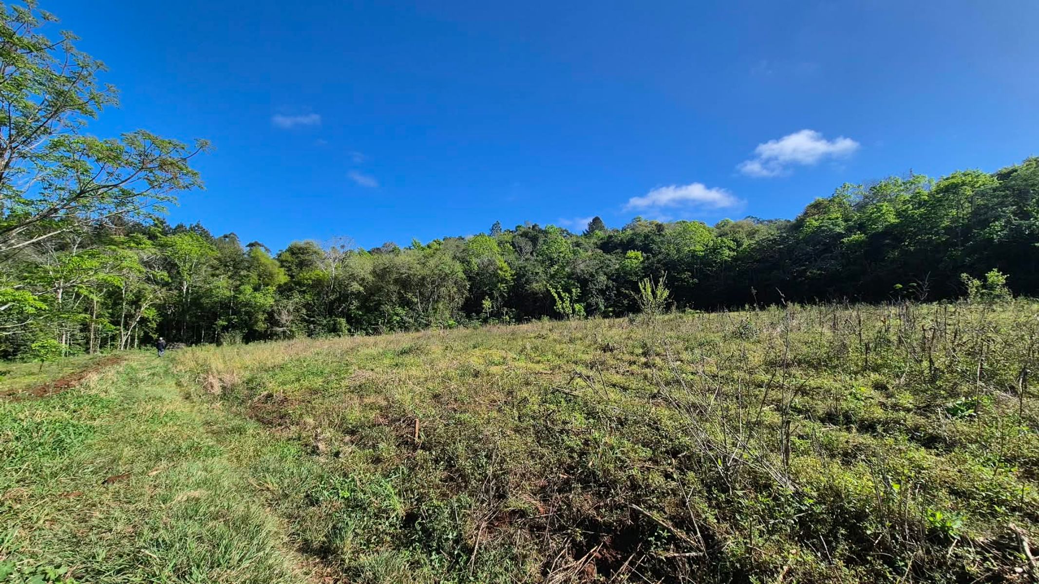 CAMPO DE 8 HECTÁREAS EN PANAMBÍ MISIONES A METROS DE LA RUTA 2 - 7