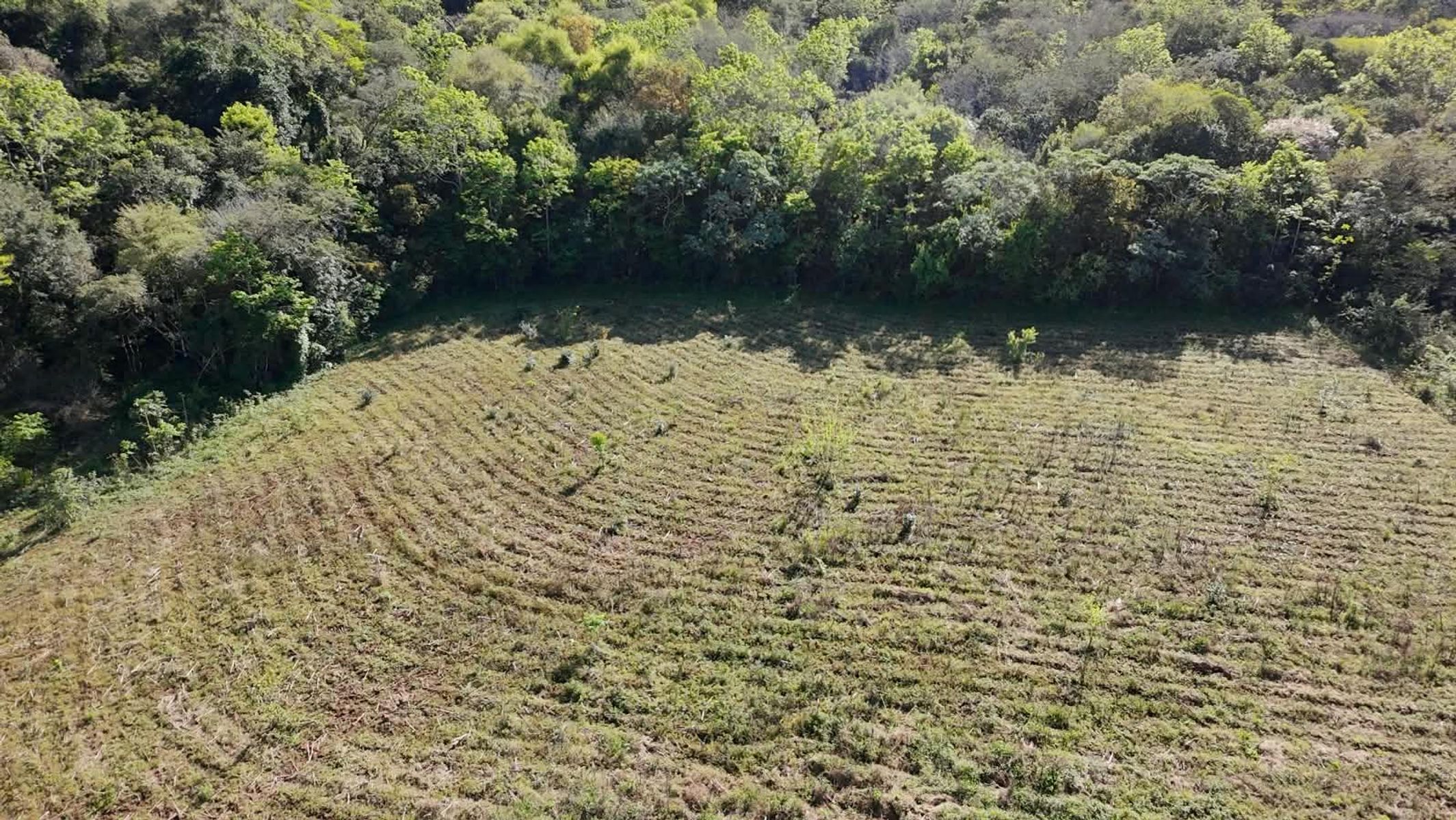 CAMPO DE 8 HECTÁREAS EN PANAMBÍ MISIONES A METROS DE LA RUTA 2 - 8