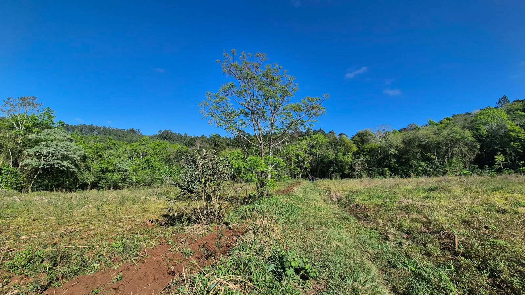 CAMPO DE 8 HECTÁREAS EN PANAMBÍ MISIONES A METROS DE LA RUTA 2 - 9