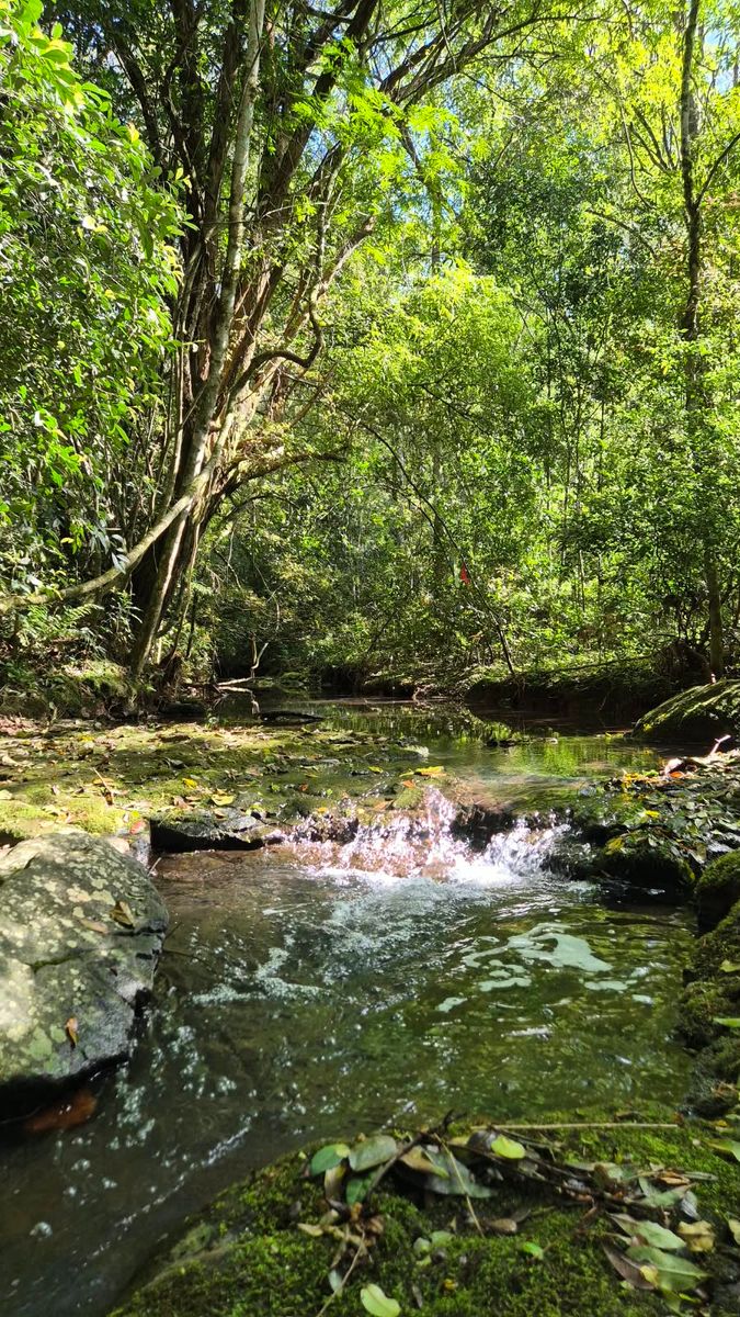 CAMPO DE 8 HECTÁREAS EN PANAMBÍ MISIONES A METROS DE LA RUTA 2 - 10