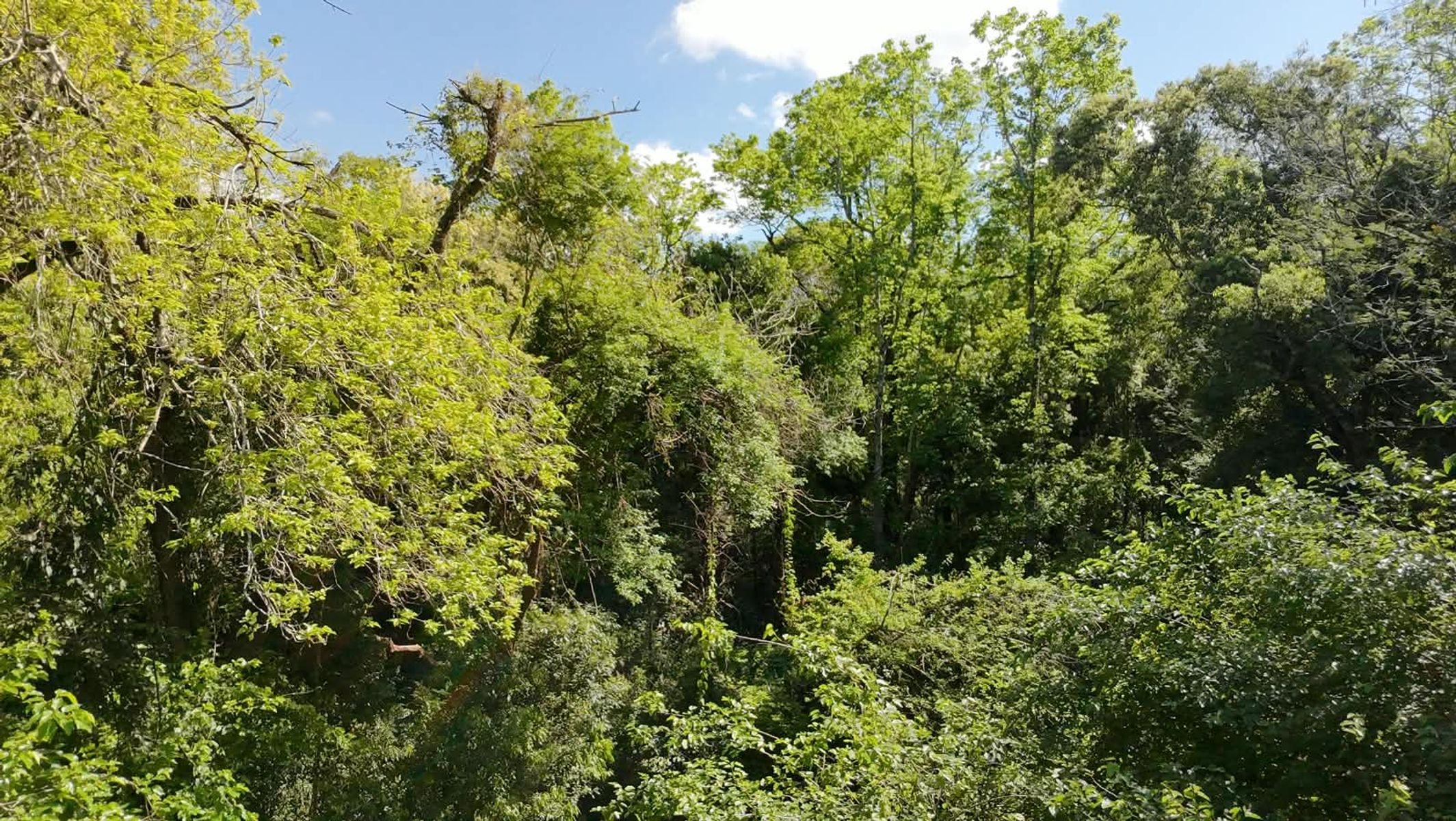 CAMPO DE 8 HECTÁREAS EN PANAMBÍ MISIONES A METROS DE LA RUTA 2 - 13