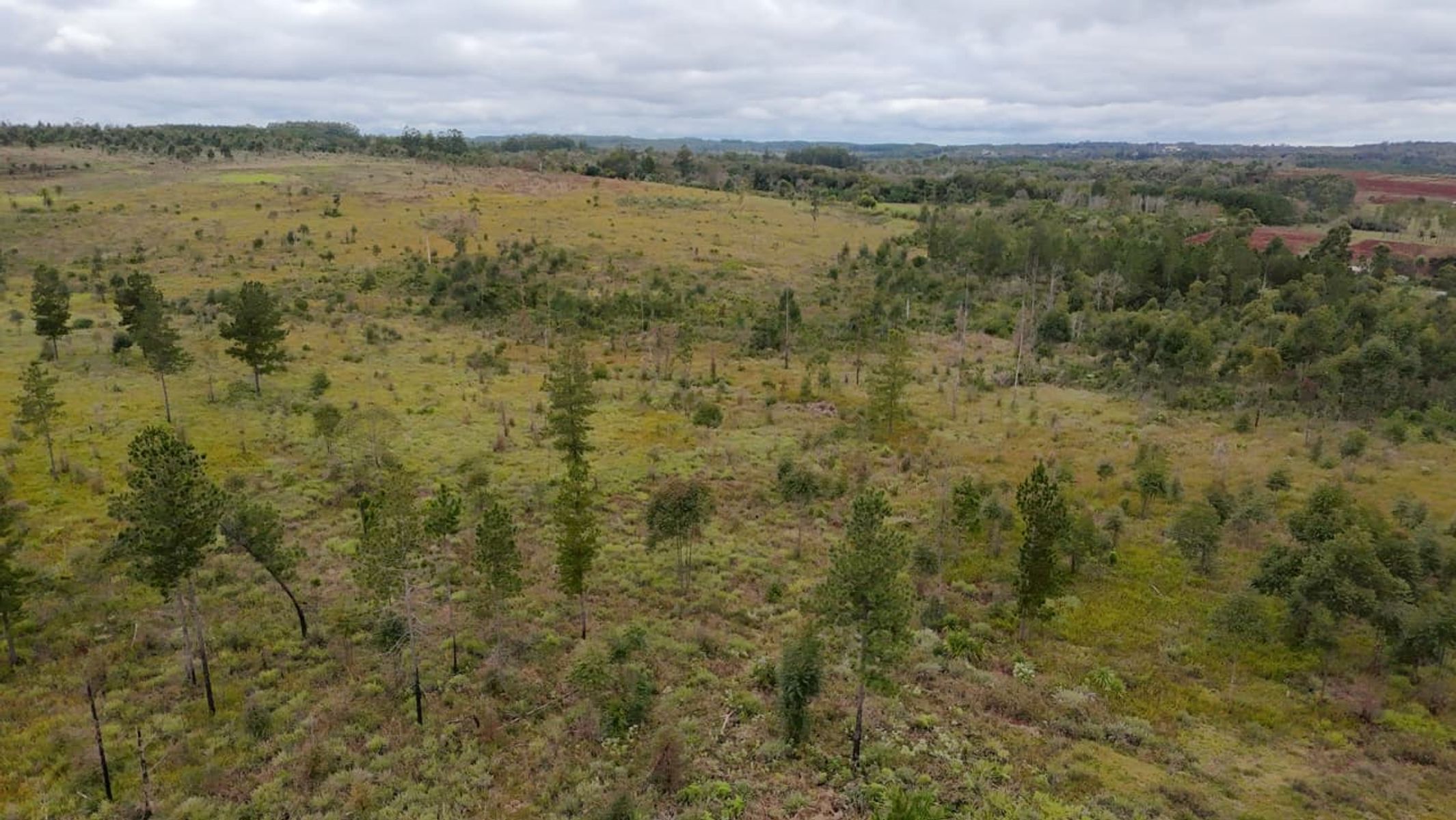 CAMPO EN VENTA EN GOBERNADOR ROCA MISIONES - 70 HECTÁREAS A METROS DE RUTA N°12 - 1