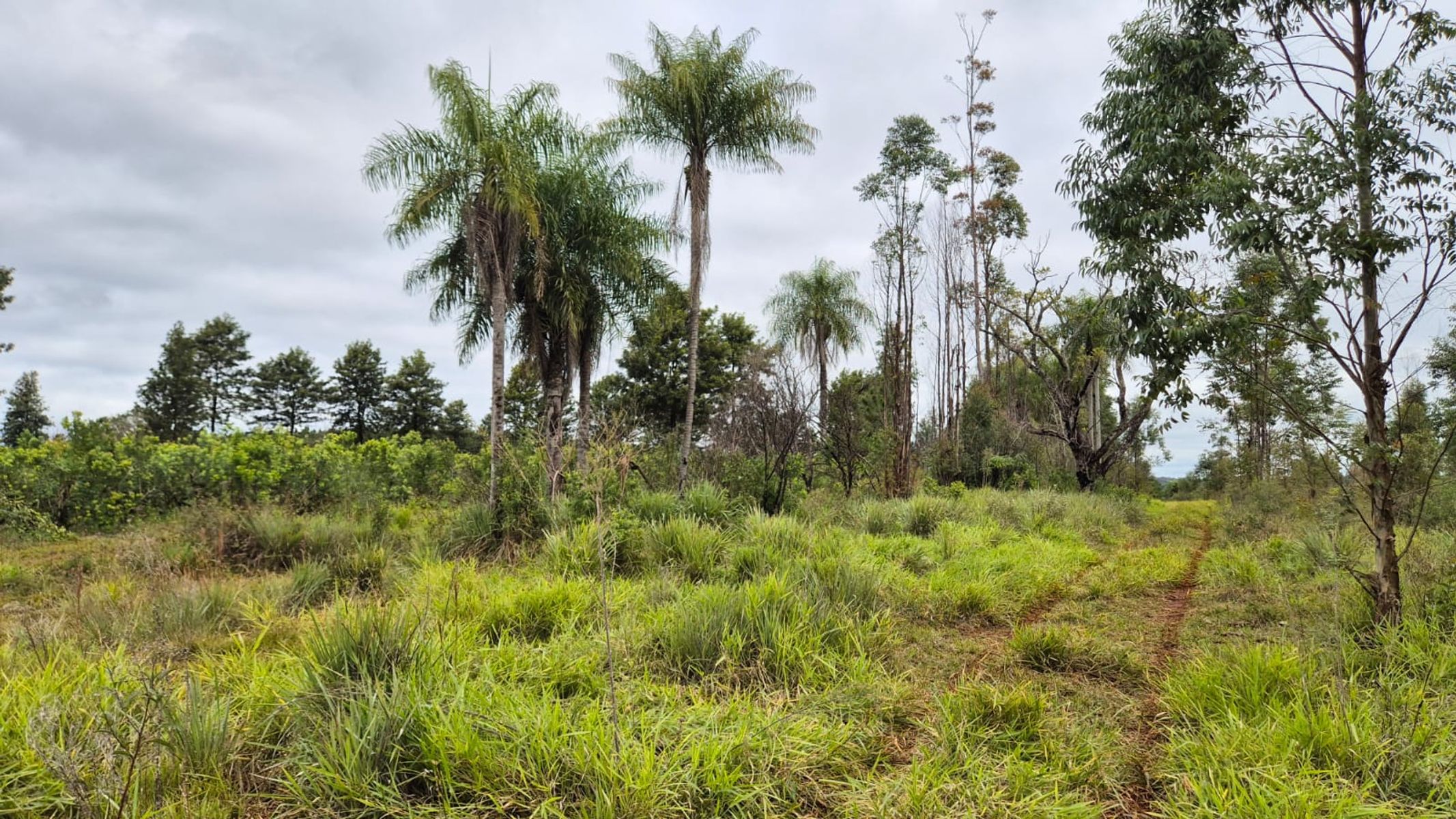 CAMPO EN VENTA EN GOBERNADOR ROCA MISIONES - 70 HECTÁREAS A METROS DE RUTA N°12 - 3