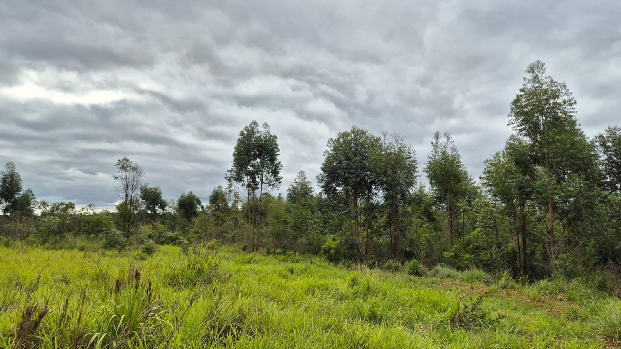 CAMPO EN VENTA EN GOBERNADOR ROCA MISIONES - 70 HECTÁREAS A METROS DE RUTA N°12 - 4