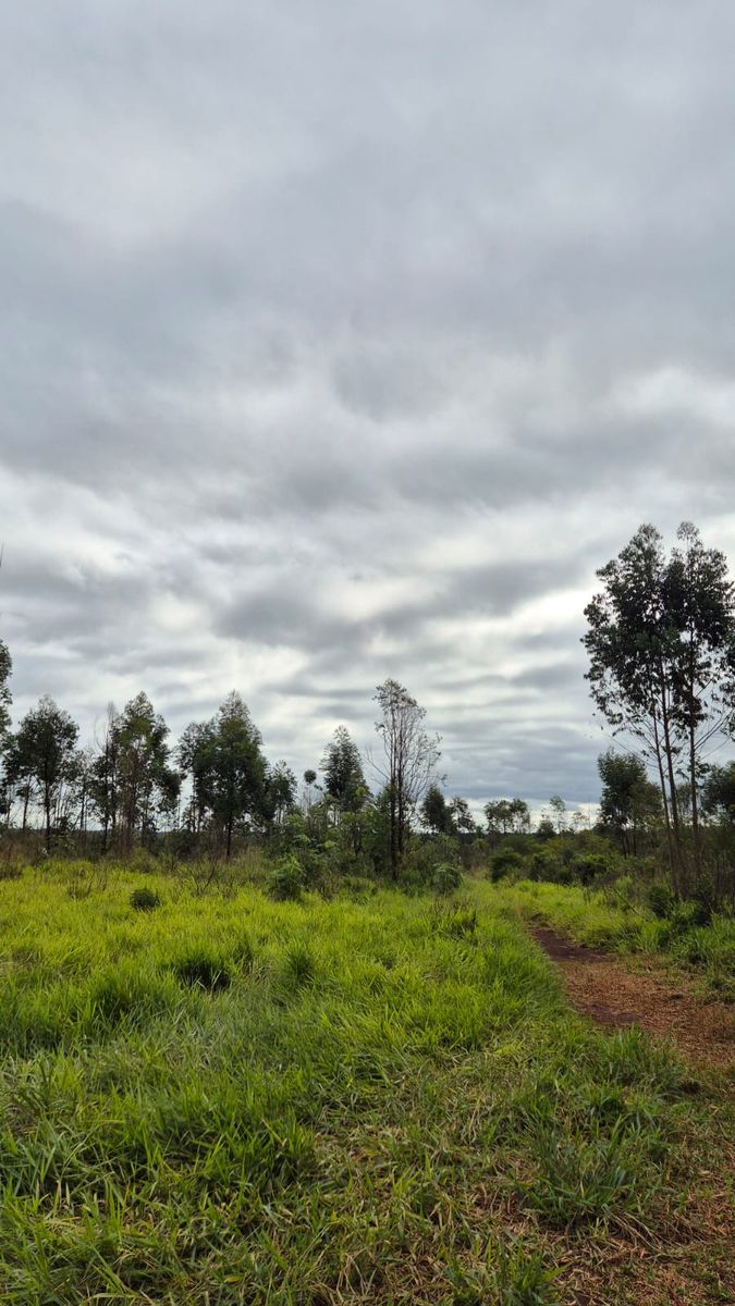 CAMPO EN VENTA EN GOBERNADOR ROCA MISIONES - 70 HECTÁREAS A METROS DE RUTA N°12 - 5