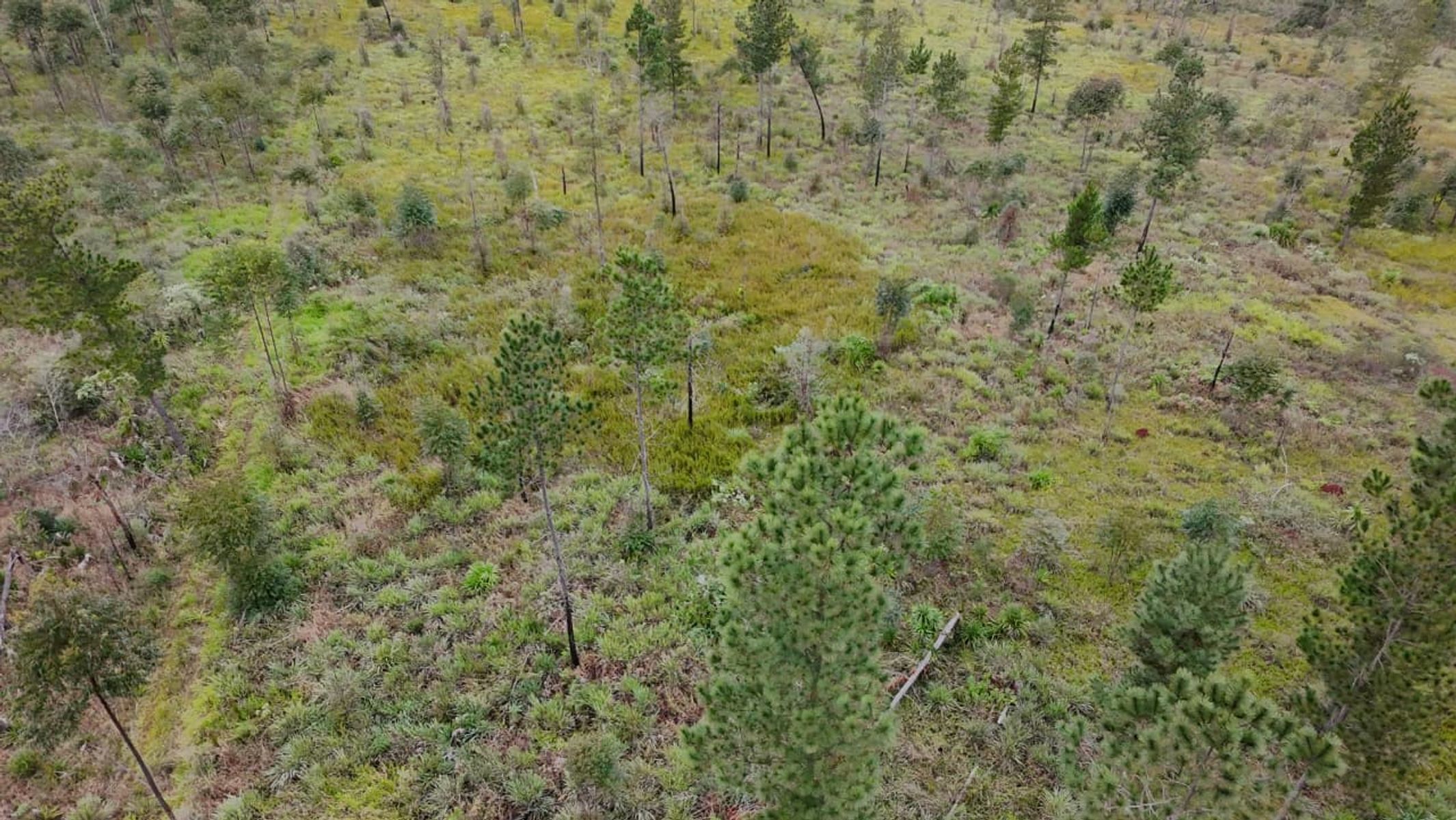 CAMPO EN VENTA EN GOBERNADOR ROCA MISIONES - 70 HECTÁREAS A METROS DE RUTA N°12 - 6