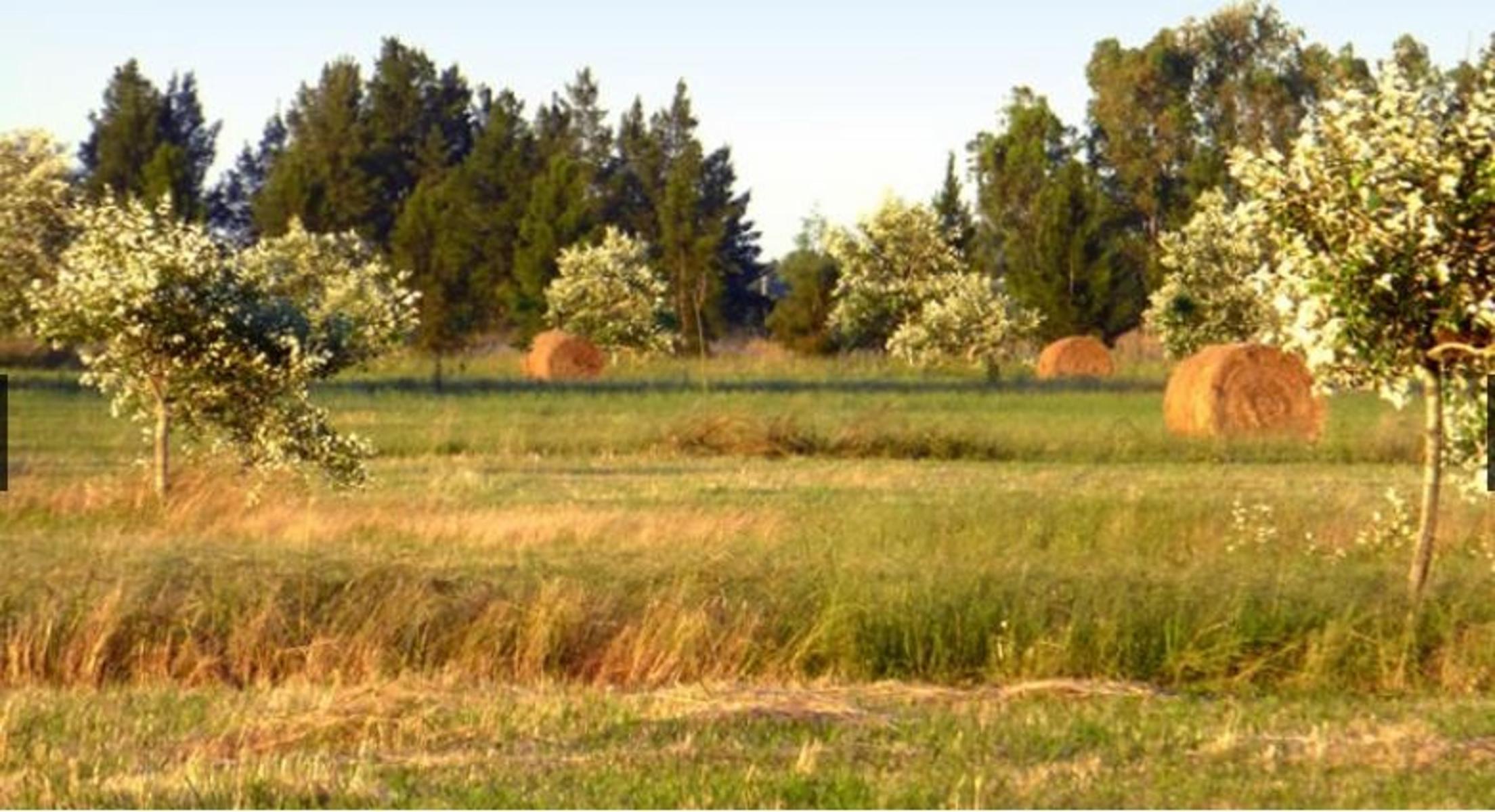 Lote Terreno En Venta 1000 m2 - Coronel Brandsen - 3