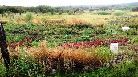 Venta Campo 47 hectáreas - Ruta 2 - San Martín - San Luis - 6