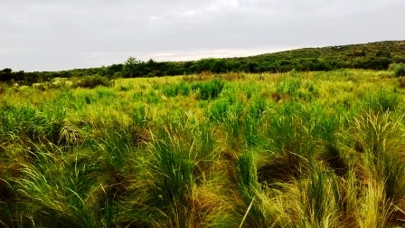 Venta Campo 47 hectáreas - Ruta 2 - San Martín - San Luis - 13