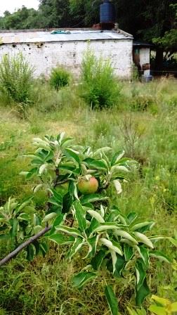 Venta Campo 47 hectáreas - Ruta 2 - San Martín - San Luis - 15