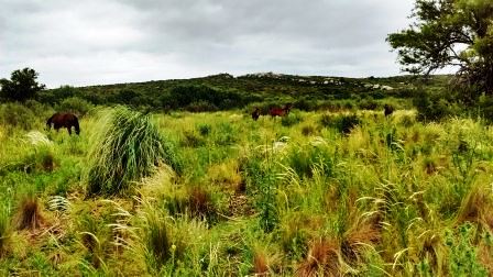 Venta Campo 47 hectáreas - Ruta 2 - San Martín - San Luis - 19