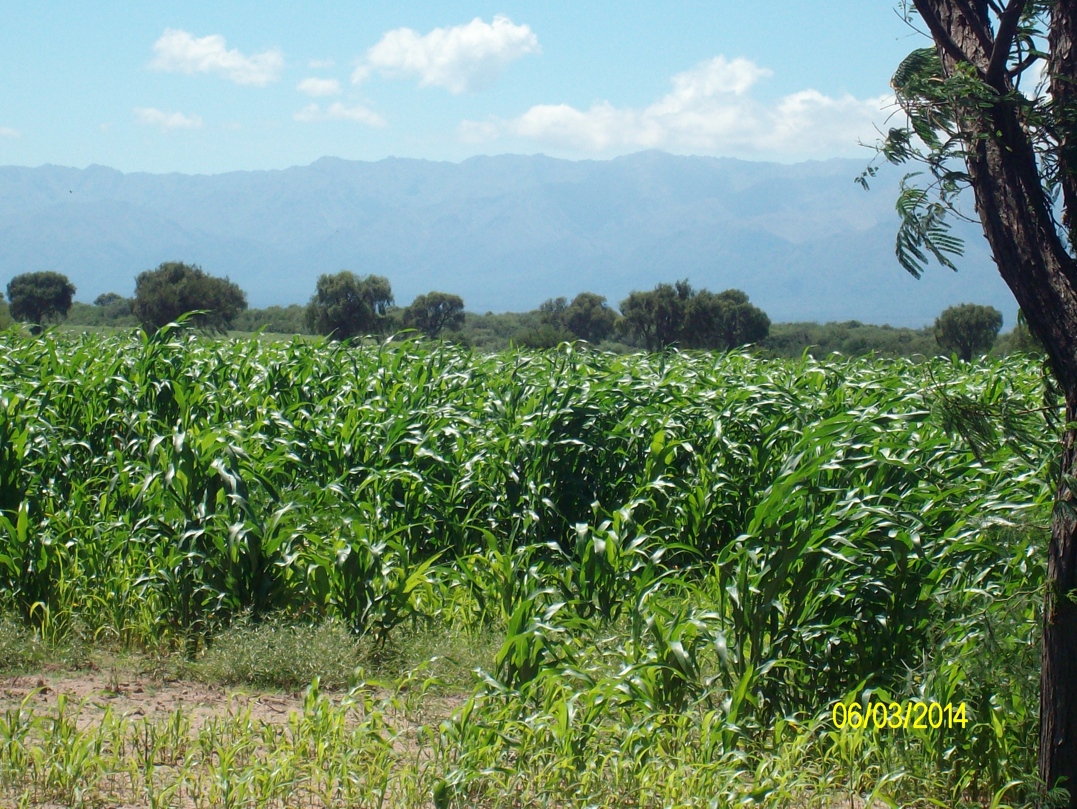 Venta Campo 5 hectareas – Ruta 16 6600 – San Luis - 1