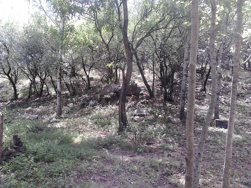 Venta Lote – Ruta 9 30500 – El Trapiche – San Luis - 11