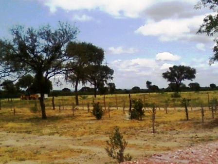 Venta Campo 891 hectáreas – Ruta 146 Km 5 – La Punta – San Luis - 12