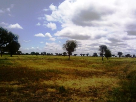 Venta Campo 891 hectáreas – Ruta 146 Km 5 – La Punta – San Luis - 15