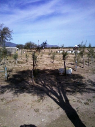 Venta Campo 891 hectáreas – Ruta 146 Km 5 – La Punta – San Luis - 31