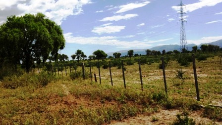 Venta Campo 891 hectáreas – Ruta 146 Km 5 – La Punta – San Luis - 45