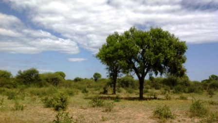 Venta Campo 891 hectáreas – Ruta 146 Km 5 – La Punta – San Luis - 52