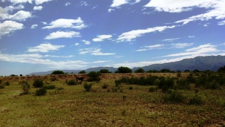 Venta Campo 891 hectáreas – Ruta 146 Km 5 – La Punta – San Luis - 55