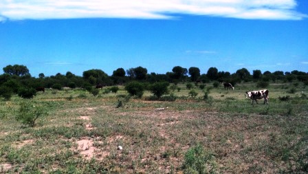 Venta Campo 891 hectáreas – Ruta 146 Km 5 – La Punta – San Luis - 56