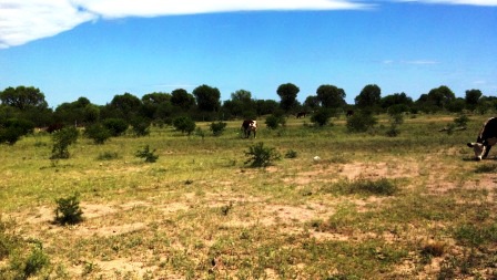 Venta Campo 891 hectáreas – Ruta 146 Km 5 – La Punta – San Luis - 57