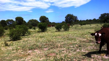 Venta Campo 891 hectáreas – Ruta 146 Km 5 – La Punta – San Luis - 58