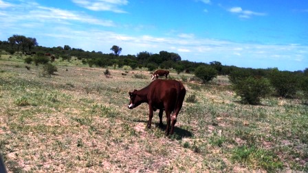 Venta Campo 891 hectáreas – Ruta 146 Km 5 – La Punta – San Luis - 59
