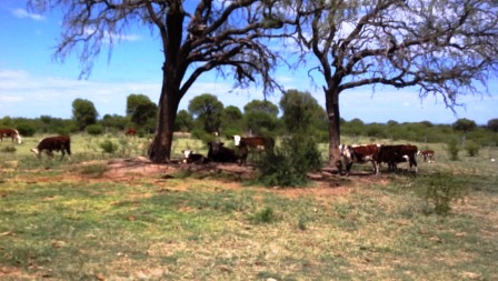 Venta Campo 891 hectáreas – Ruta 146 Km 5 – La Punta – San Luis - 60