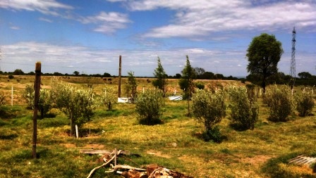 Venta Campo 891 hectáreas – Ruta 146 Km 5 – La Punta – San Luis - 77