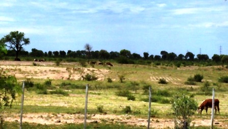 Venta Campo 891 hectáreas – Ruta 146 Km 5 – La Punta – San Luis - 78