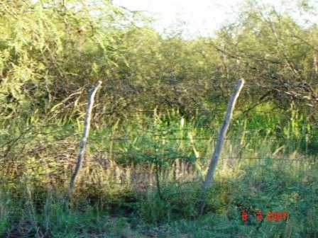 Venta Campo 635 hectáreas – Ruta 79 82000 – El Calden – San Luis - 1