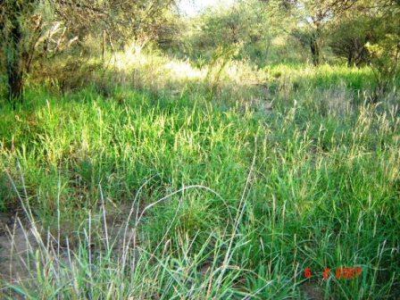 Venta Campo 635 hectáreas – Ruta 79 82000 – El Calden – San Luis - 2