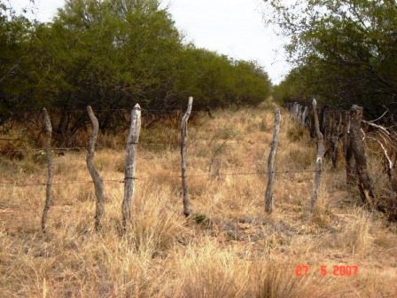 Venta Campo 635 hectáreas – Ruta 79 82000 – El Calden – San Luis - 4