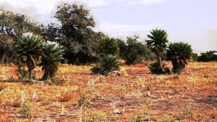 Venta Campo 17 hectáreas – Ruta 1 1500 – Villa Larca – San Luis - 1