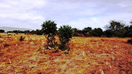 Venta Campo 17 hectáreas – Ruta 1 1500 – Villa Larca – San Luis - 2