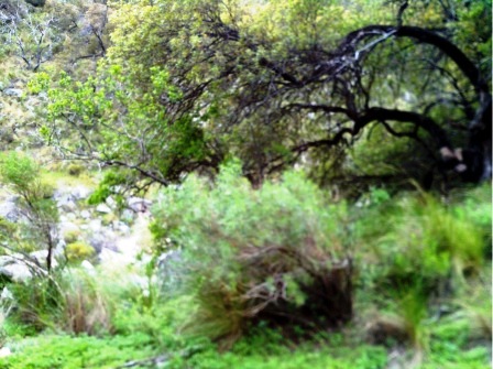 Venta Campo 10 hectáreas – Dique Piscu Yaco – San Luis - 4