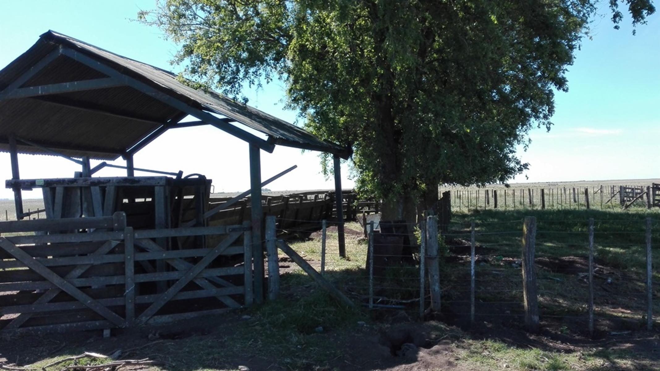 VENDO CAMPO 1300 HAS OLAVARRIA GANADERO - 4