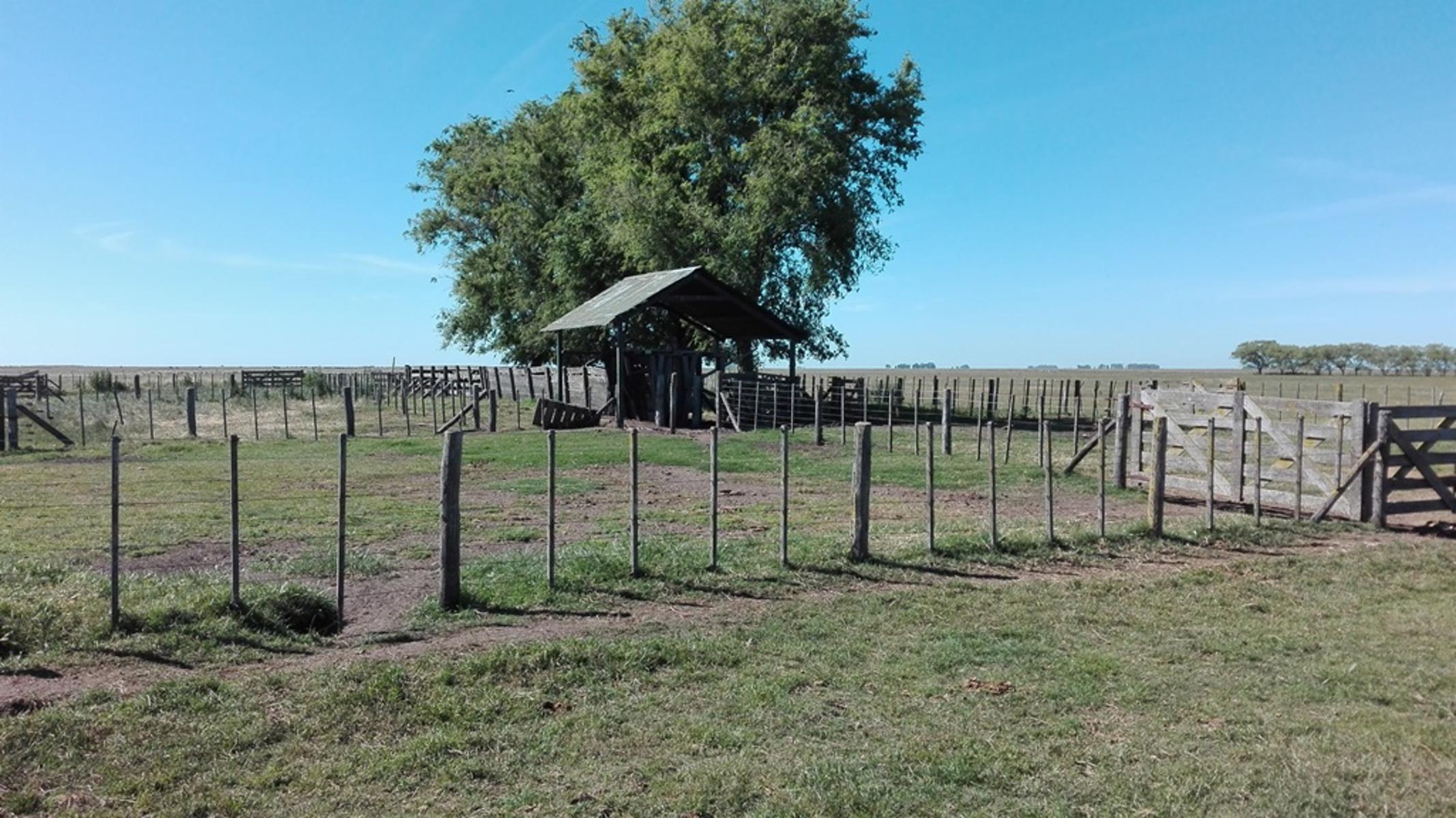 VENDO CAMPO 1300 HAS OLAVARRIA GANADERO - 5