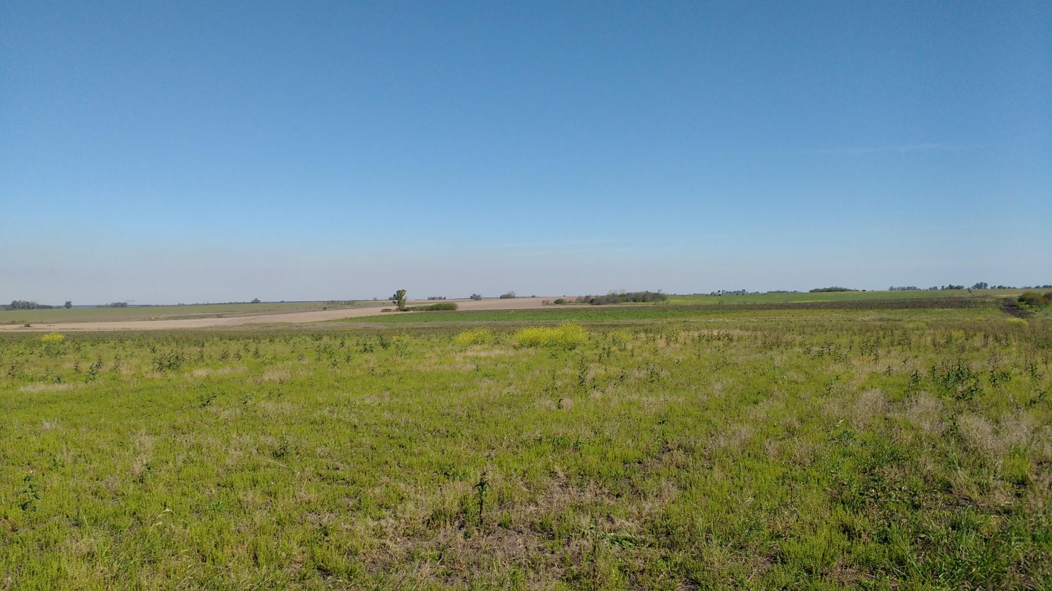 VENDO CAMPO DE 139 HAS AGRICOLAS - 2