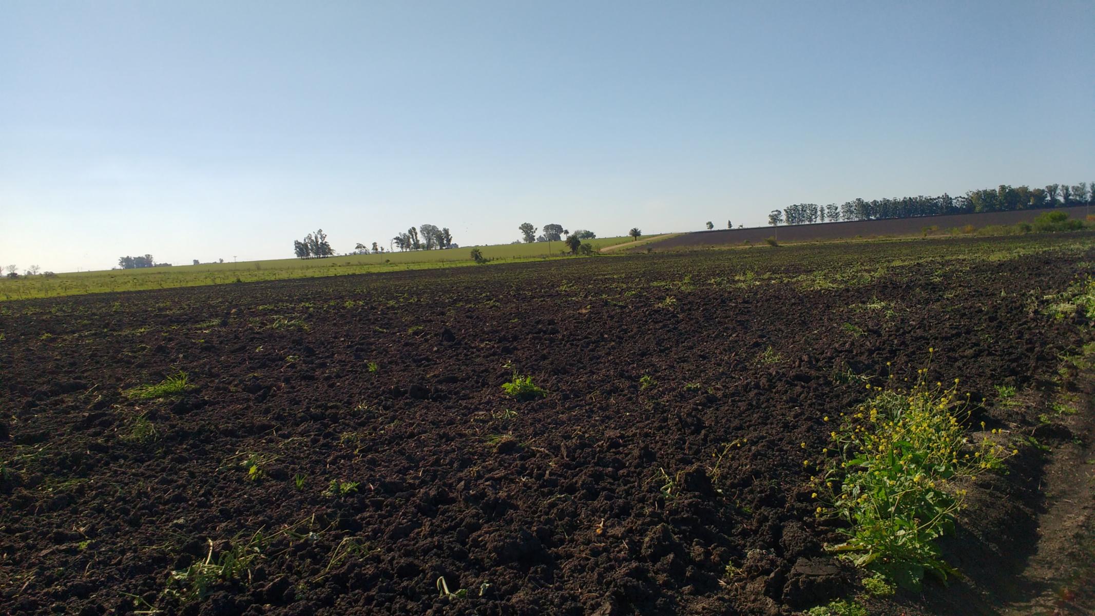 VENDO CAMPO DE 139 HAS AGRICOLAS - 5