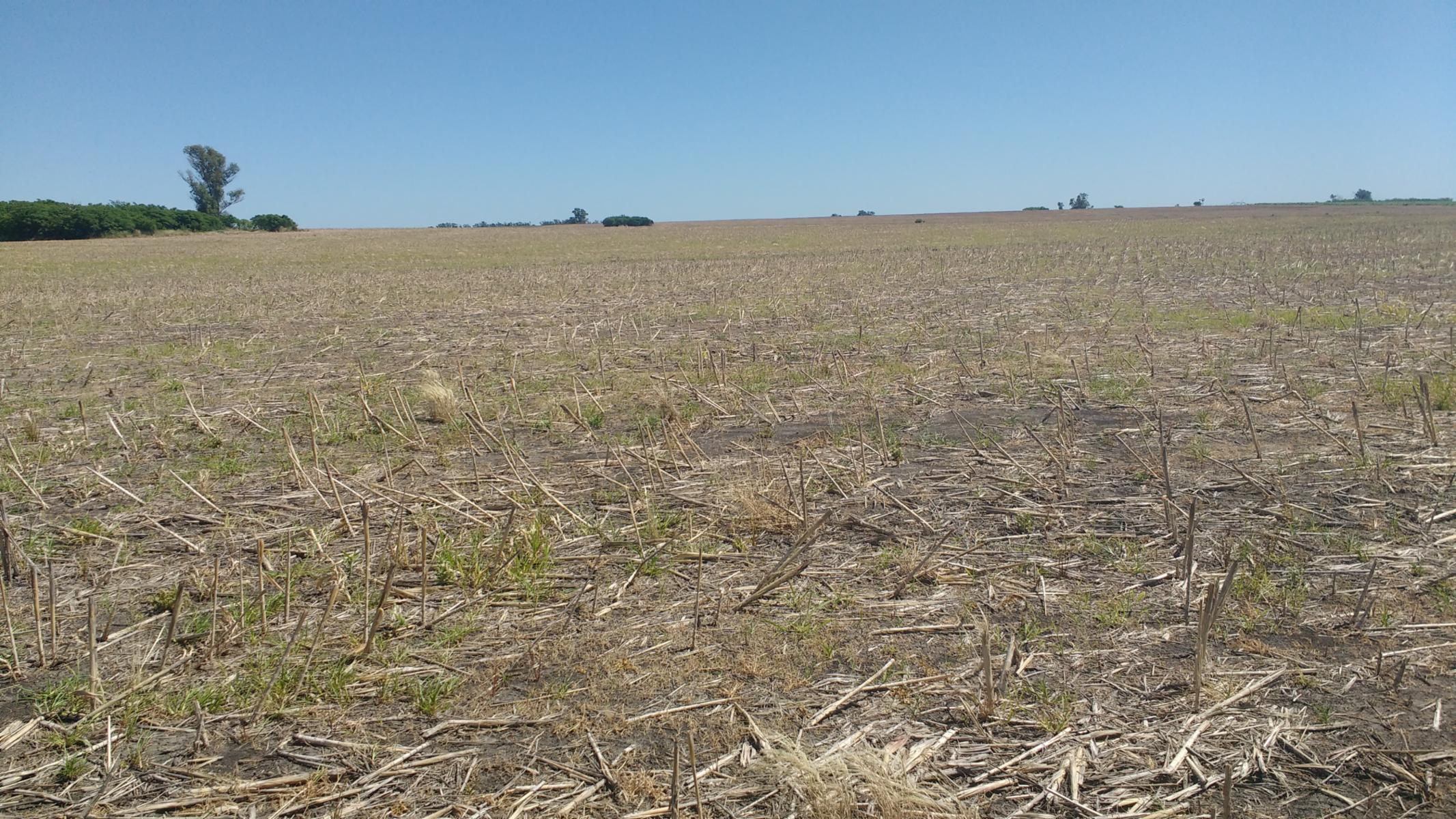 VENDO CAMPO DE 139 HAS AGRICOLAS - 13