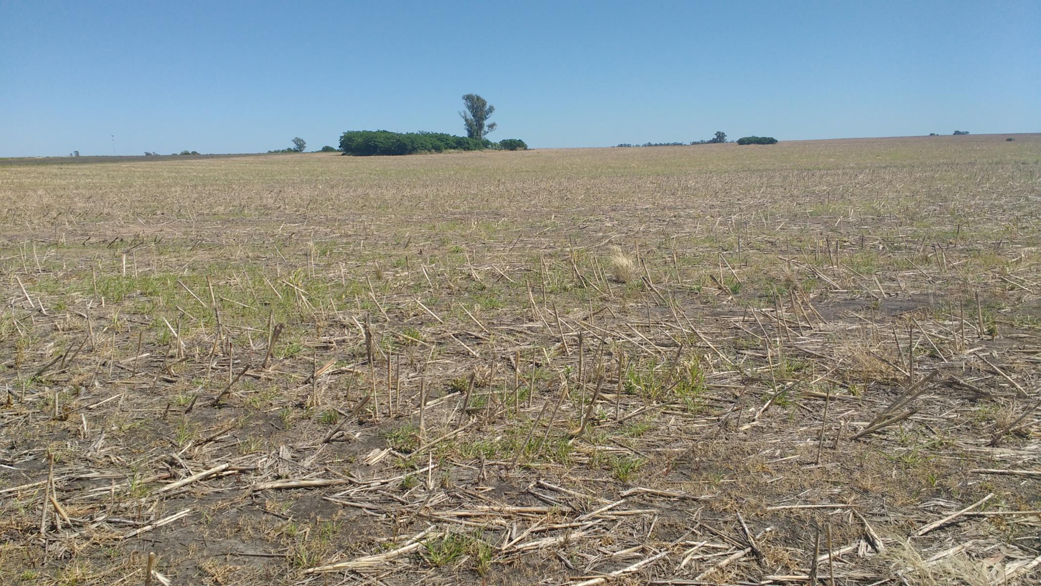VENDO CAMPO DE 139 HAS AGRICOLAS - 14