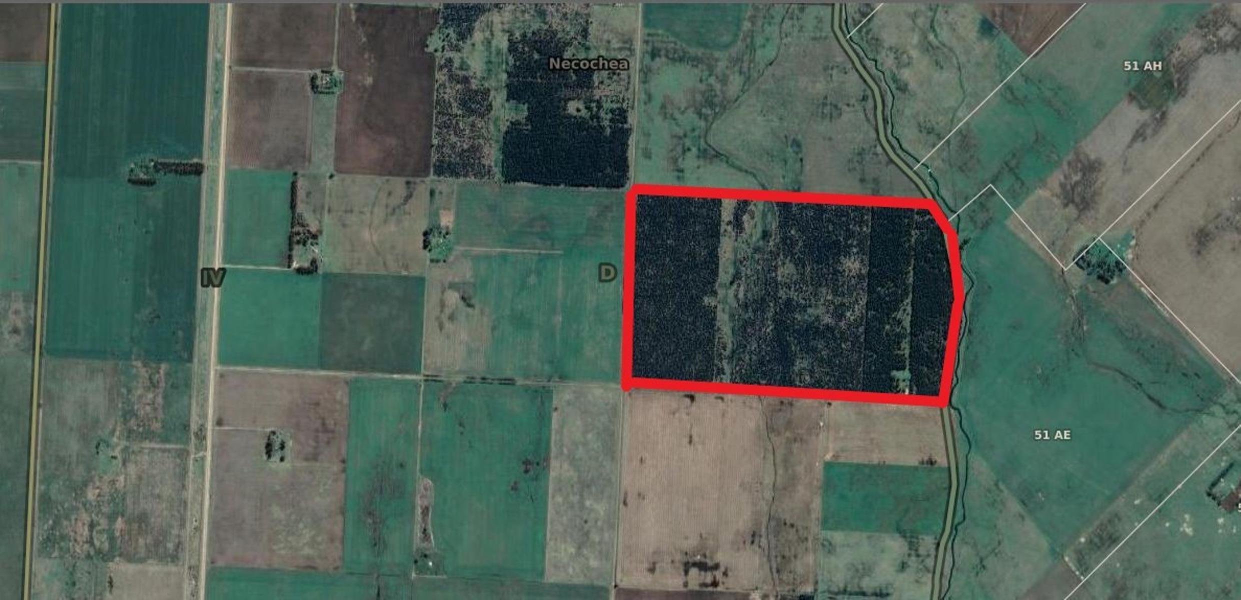 En Venta - Campo Forestal de 38.5 en Ramon Santamarina - 4