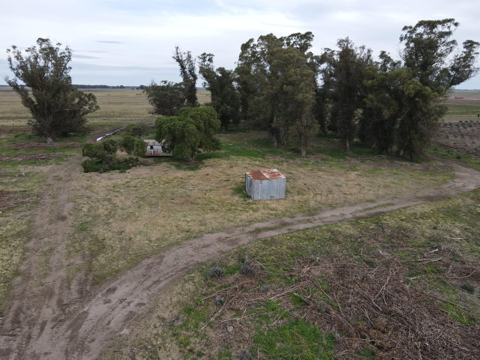 En Venta - Campo Forestal de 38.5 en Ramon Santamarina - 8