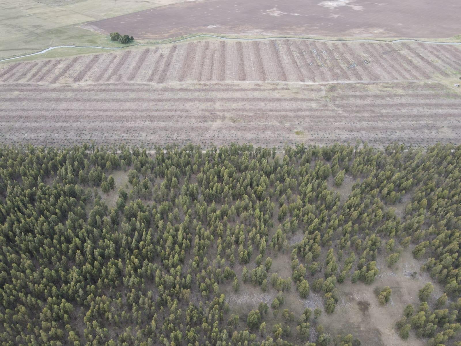 En Venta - Campo Forestal de 38.5 en Ramon Santamarina - 9